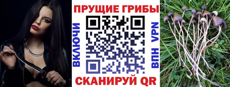 Псилоцибиновые грибы Magic Shrooms  купить наркотик  Будённовск 
